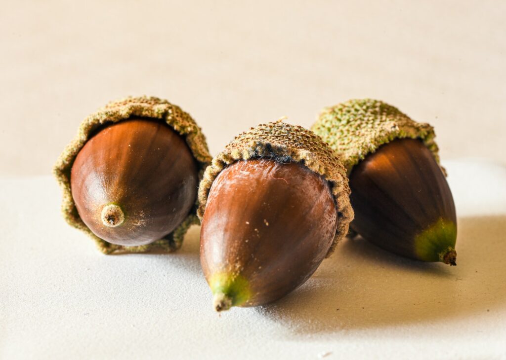 Three acorns sitting on top of a white surface