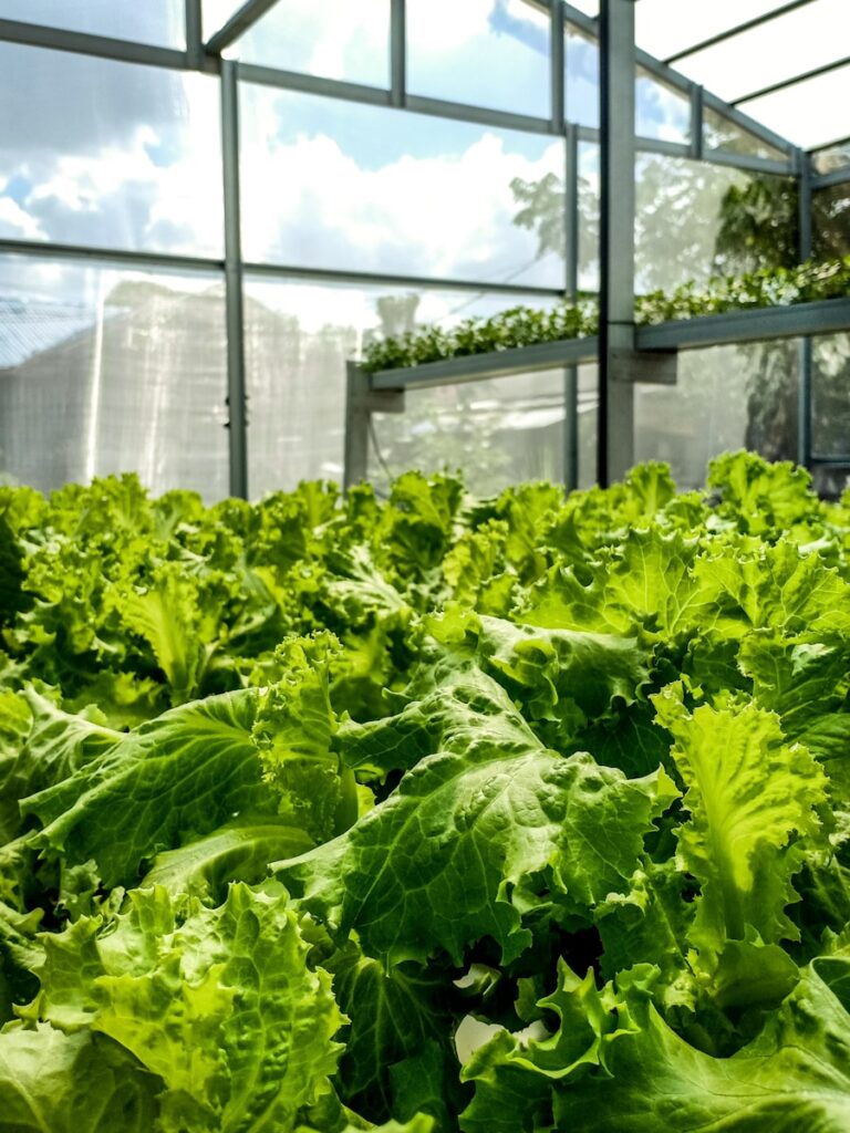 green leaves on white table